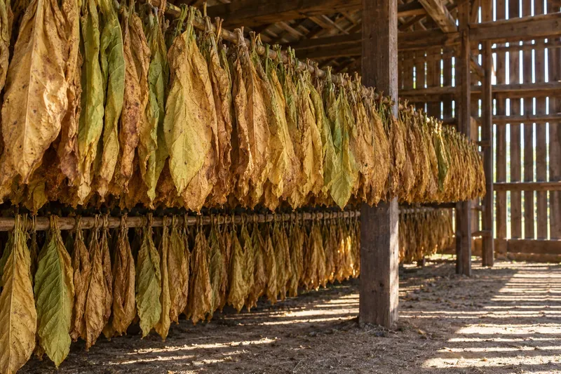 Andamento del titolo Altria (MO) nell'ottobre 2026: la solidità dei dividendi incontra la pressione dei volumi.