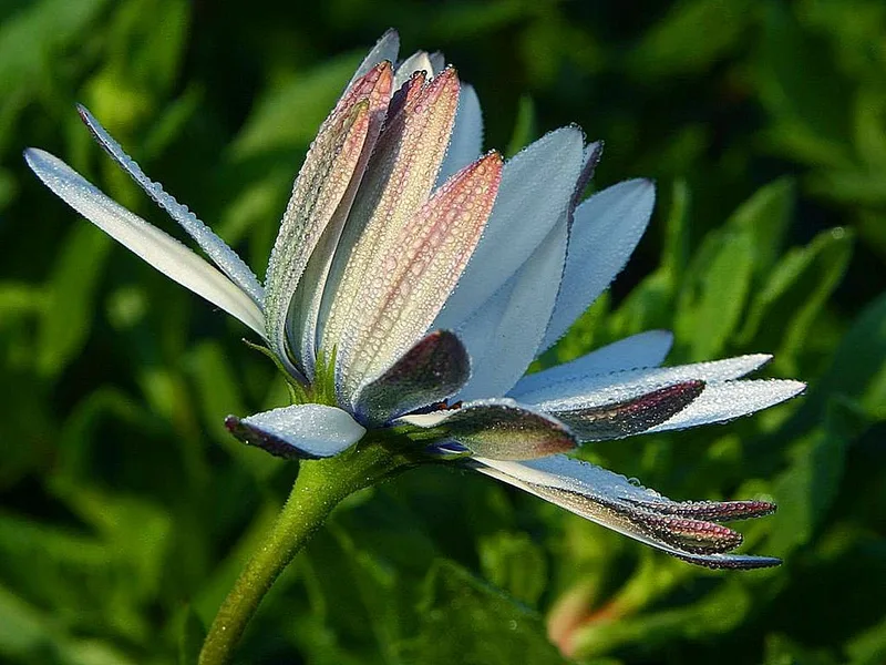 Fiore chiaro con gocce di rugiada del mattino