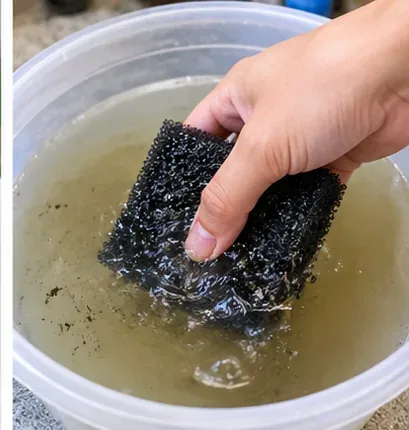 A hand gently squeezes a black filter sponge in a bucket of removed aquarium water.