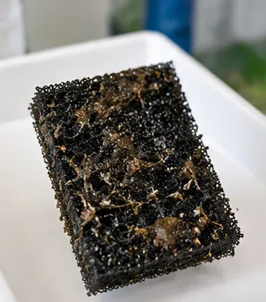 How to Clean a Fish Tank Filter Sponge: The Best Method for Your Filter