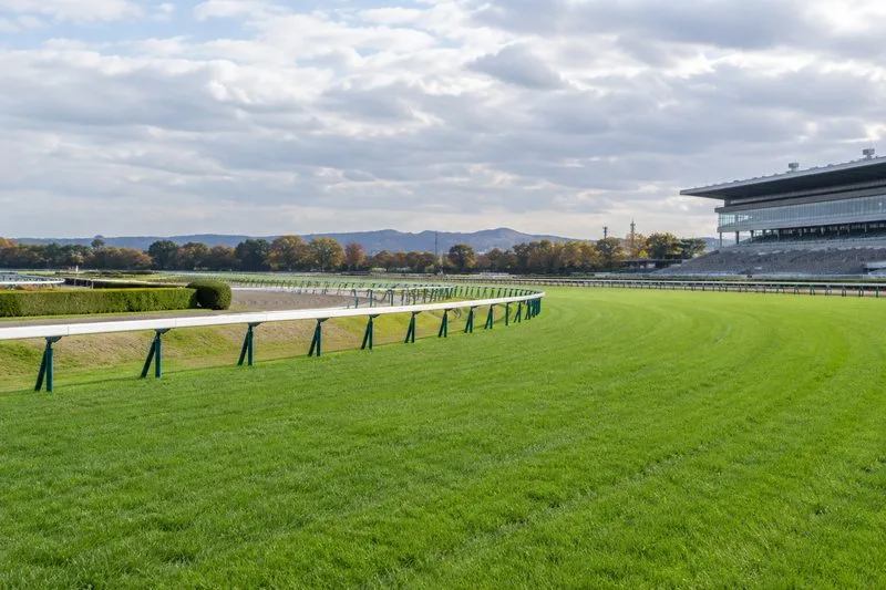 菊花賞当日の京都競馬場｜馬場状態を確認するポイント